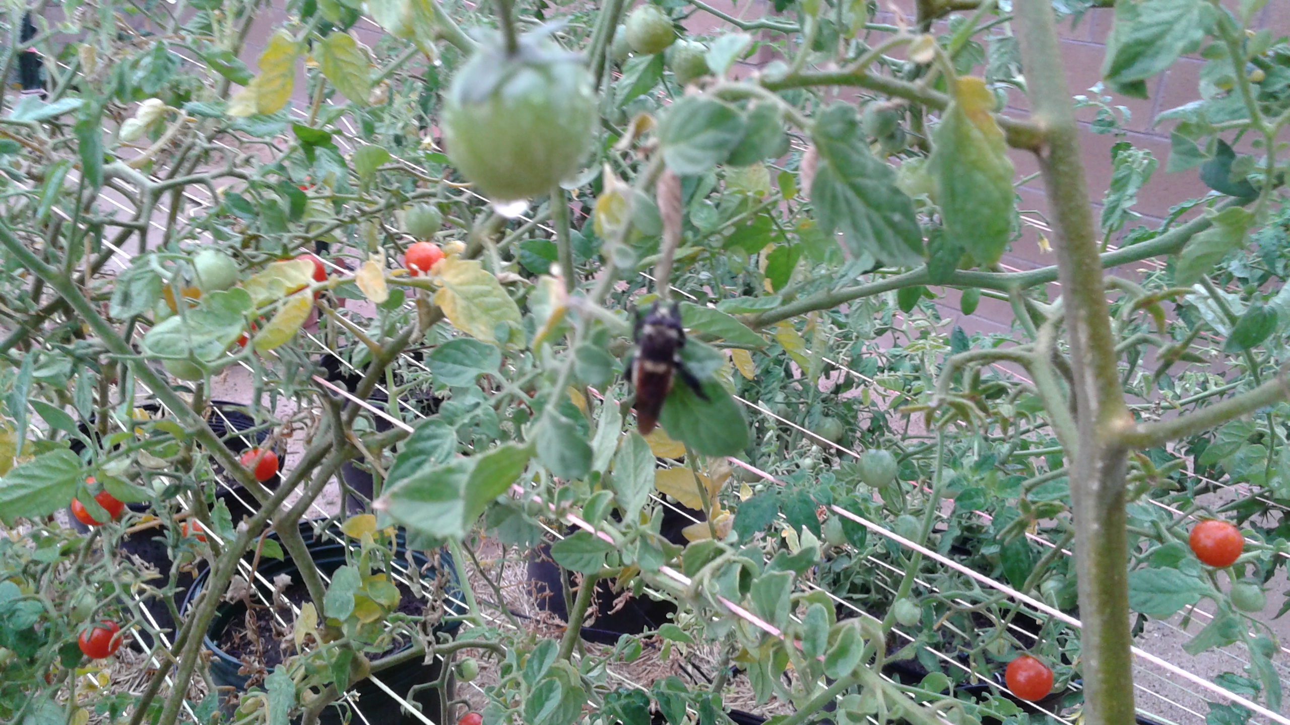 2014 cherry tomatoes