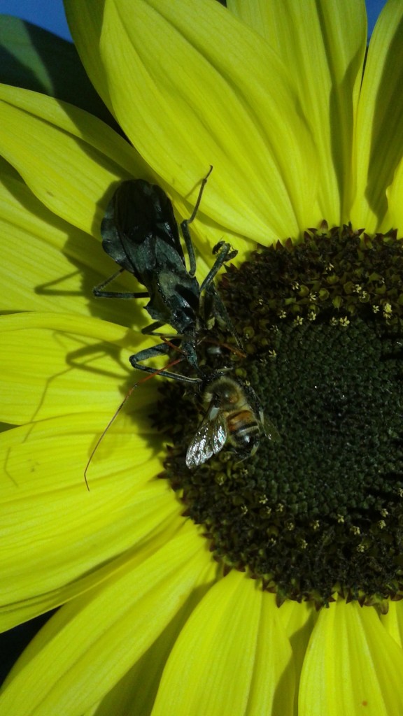 Wheel Bug feeding on honey bee
