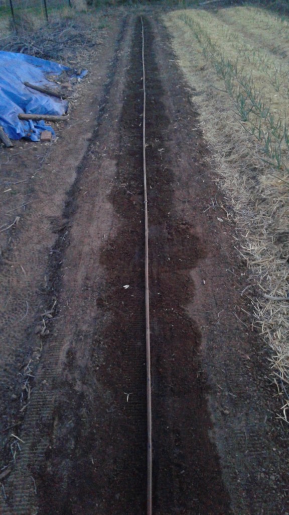 30 inch wide row with drip irrigation
